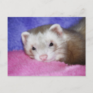 Ferret 9 briefkaart