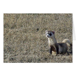 Ferret à pied noir