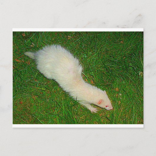 Ferret Briefkaart (Voorkant)