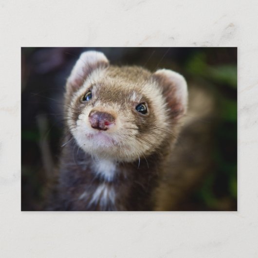 Ferret Briefkaart (Voorkant)