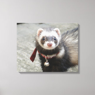 Ferret Canvas Afdruk