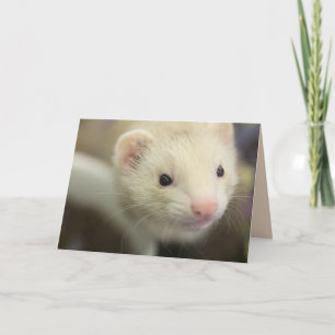 Ferret Kaart