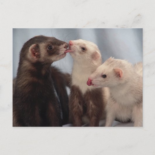 Ferret Love Briefkaart (Voorkant)