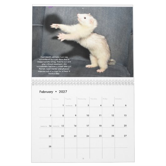 Ferret Rescue Benefit Calendar Kalender (Feb 2027)