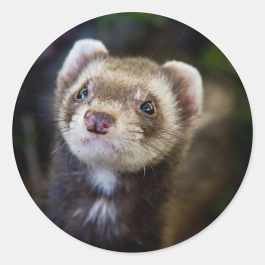 Ferret Ronde Sticker (Voorkant)