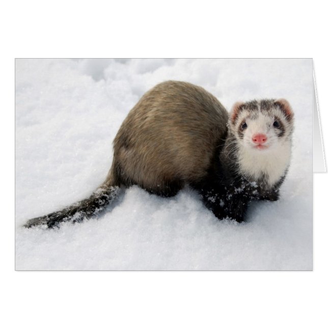Ferret speelt in sneeuw (Voorkant Horizontaal)