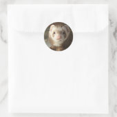 Ferret Sticker (Sac)