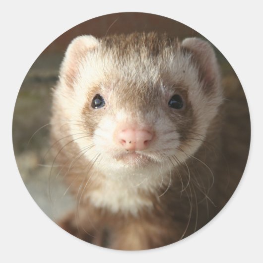 Ferret Sticker close-up (Voorkant)