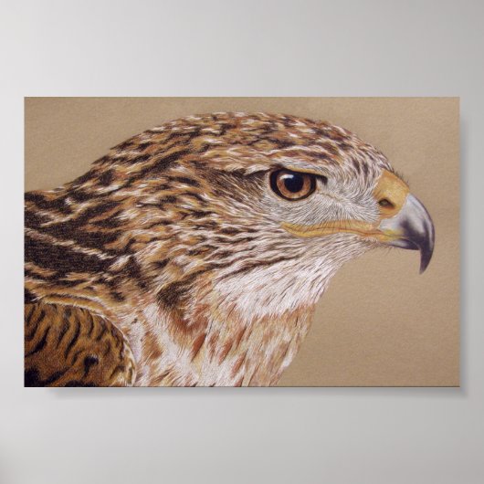 Ferruginous Hawk Poster (Voorkant)
