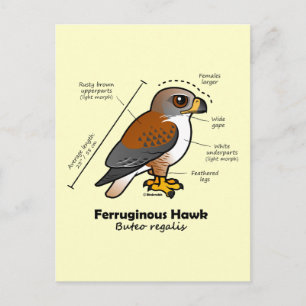 Ferruginous Hawk Statistics Briefkaart