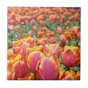 Festival de fleurs de tulipes Carreau Art Tulipes
