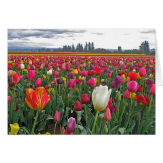 Festival de tulipe