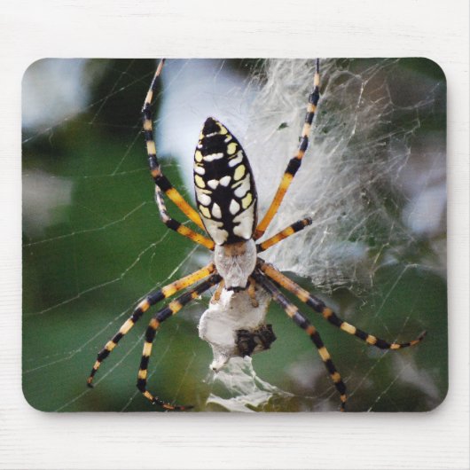 Festoiement du tapis de souris d'araignée de (Devant)