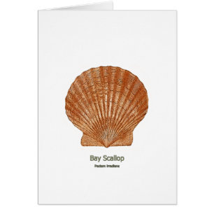 Feston Shell de baie