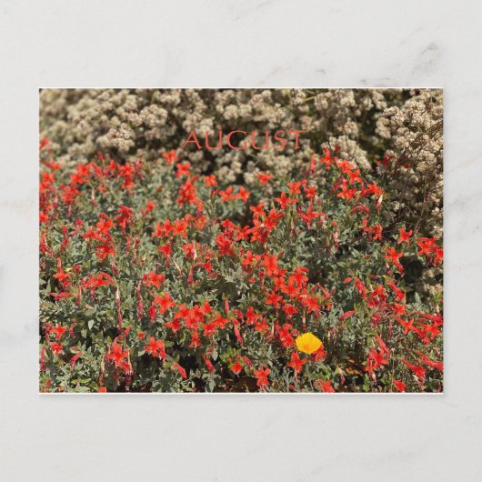 FÊTE DE COULEUR CALIFORNIENNE : AOÛT CARTE POSTALE (Devant)