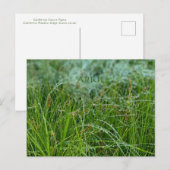 FÊTE DE COULEUR CALIFORNIENNE : CARTE POSTALE AVRI (Devant / Derrière)