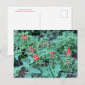 FÊTE DE COULEUR CALIFORNIENNE : CARTE POSTALE DE J (Devant / Derrière)