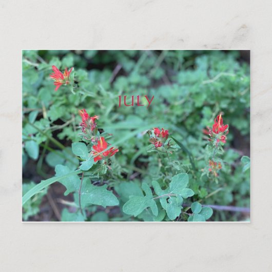 FÊTE DE COULEUR CALIFORNIENNE : CARTE POSTALE DE J (Devant)