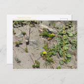 FÊTE DE COULEUR CALIFORNIENNE : Carte postale de s (Devant / Derrière)