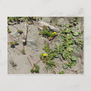 FÊTE DE COULEUR CALIFORNIENNE : Carte postale de s