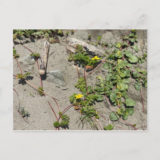 FÊTE DE COULEUR CALIFORNIENNE : Carte postale de s (Devant)