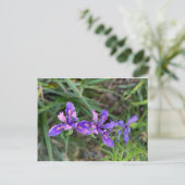 FÊTE DE COULEUR CALIFORNIENNE : MAI CARTE POSTALE (Debout devant)