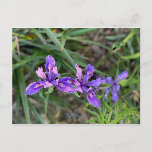 FÊTE DE COULEUR CALIFORNIENNE : MAI CARTE POSTALE (Devant)