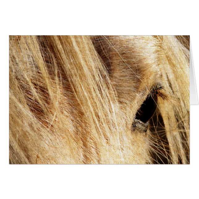 Fête de l'Homme (Devant horizontal)