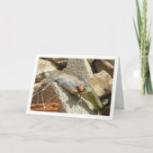 Fête du serpent de Montpellier sur carte de lapin (Devant)