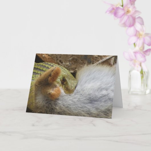 Fête du serpent de Montpellier sur carte de lapin (Orchidée)