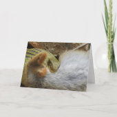 Fête du serpent de Montpellier sur carte de lapin (Devant)