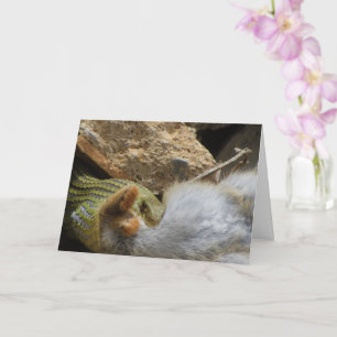 Fête du serpent de Montpellier sur carte de lapin