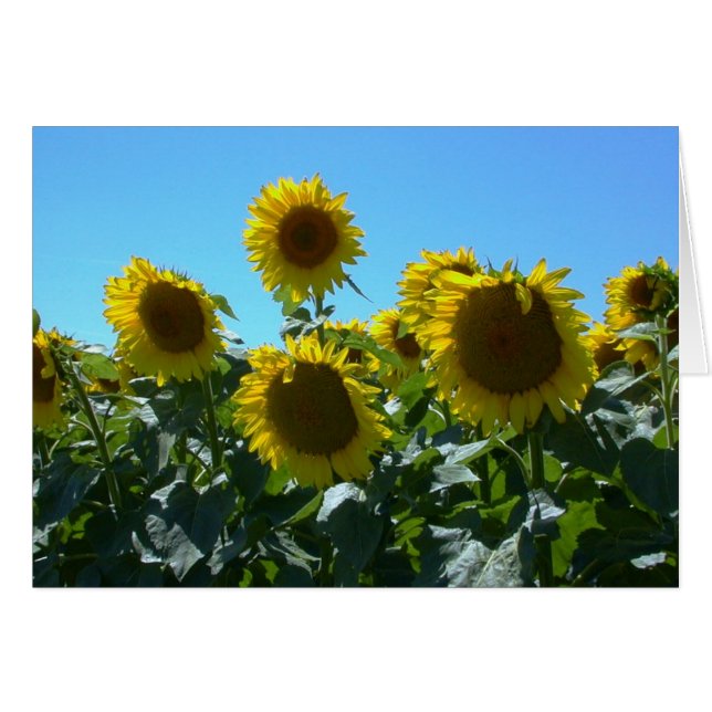 Fête du tournesol — Carte (Devant horizontal)