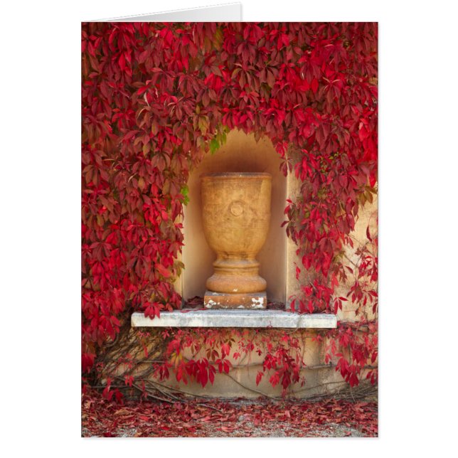 Feuillage rouge d'automne, Nouvelle-Zélande (Devant)