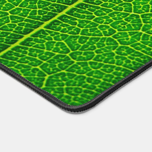 Feuille d'arbre vert (Coin)