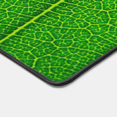 Feuille d'arbre verte (Coin)