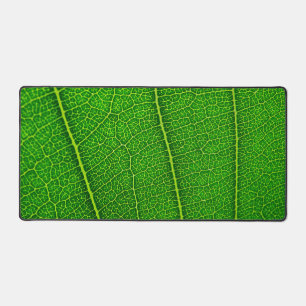 Feuille d'arbre verte