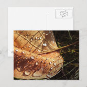 Feuille d'automne humide - Carte postale (Devant / Derrière)