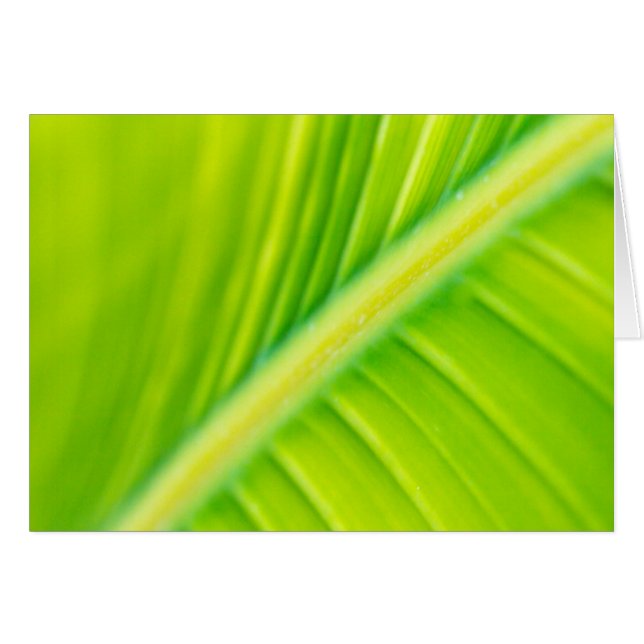 feuille de bananier vert (Devant horizontal)