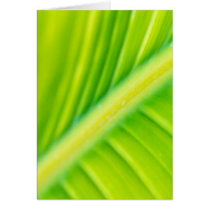 feuille de bananier vert