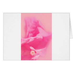 Feuille de bouganvillée et plan rapproché roses