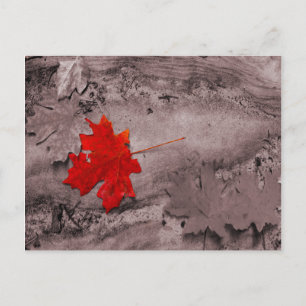 Feuille de couleur sur carte postale noire et blan