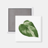 Feuille de Monstera Albo Magnet — Rare Variegation (Recto/Verso)