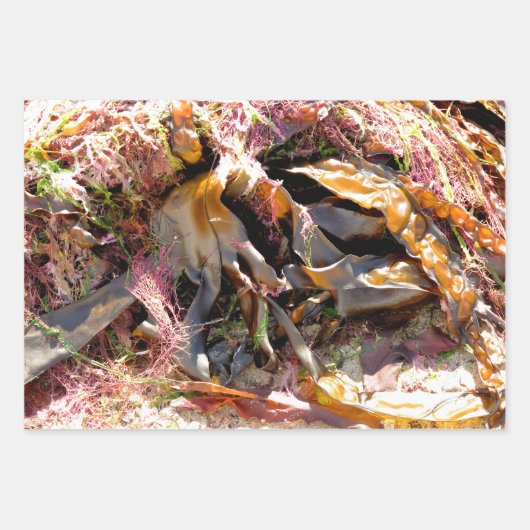 FEUILLE DE PAPIER CADEAU ALGUES (Devant)