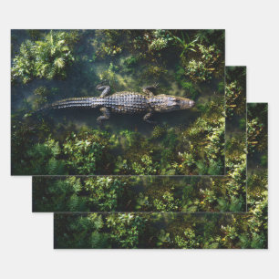 Feuille De Papier Cadeau Alligator dans l'eau peu profonde des zones humide