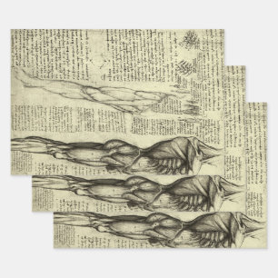 Feuille De Papier Cadeau Anatomie humaine des muscles de l'homme de Léonard