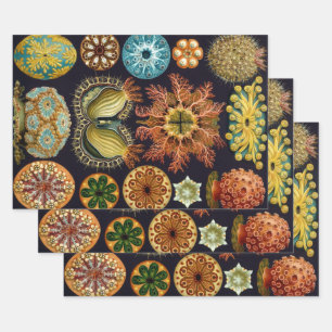 Feuille De Papier Cadeau Ascidiae par Ernst Haeckel, Animaux Marins Anciens