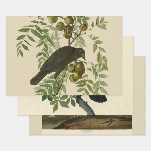 Feuille De Papier Cadeau Audubon American Crow Black Bird (Lot)