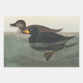 Feuille De Papier Cadeau Audubon American Scoter Duck Classic (Devant)