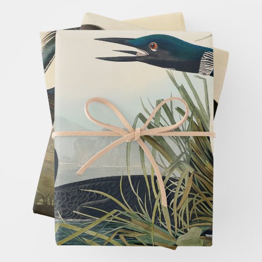 Feuille De Papier Cadeau Audubon Bird Loon Diver Classic (En situation)
